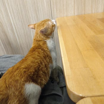 Hijyen Kurallarına Uymayan Restoran