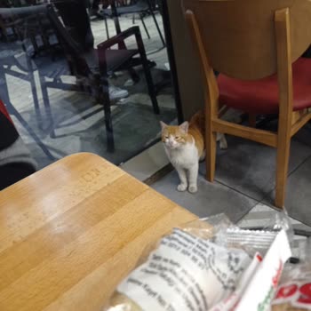 Hijyen Kurallarına Uymayan Restoran