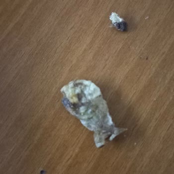 Torku Gofret Paketinden Şaşırtan Görüntü