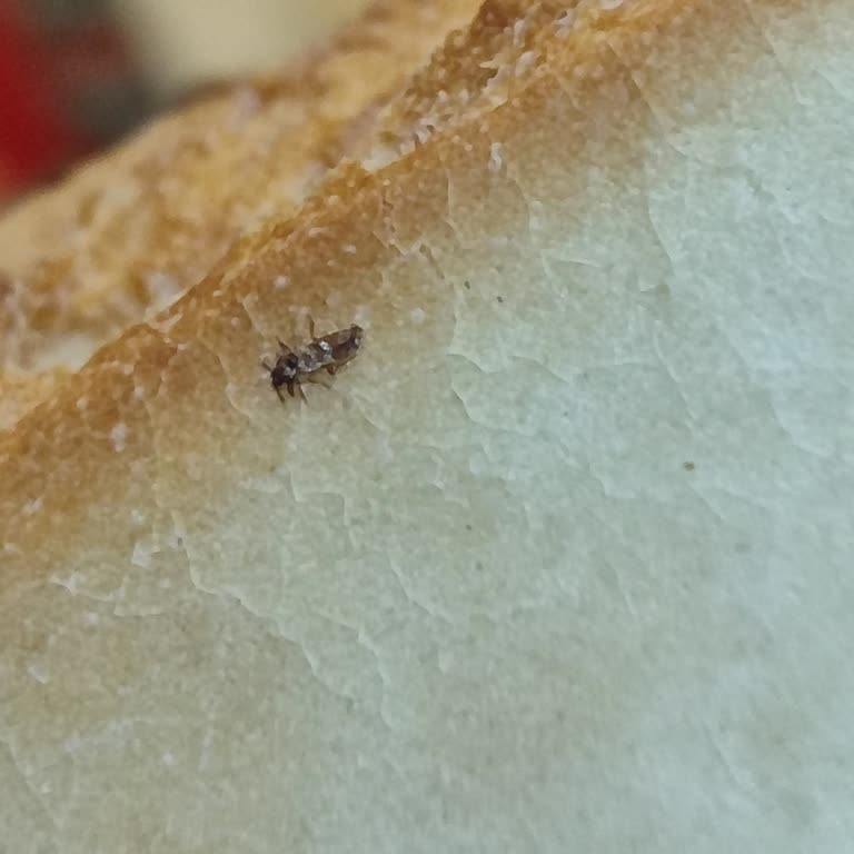 BİM'den Alınan Ekmekte Hijyen Sorunu