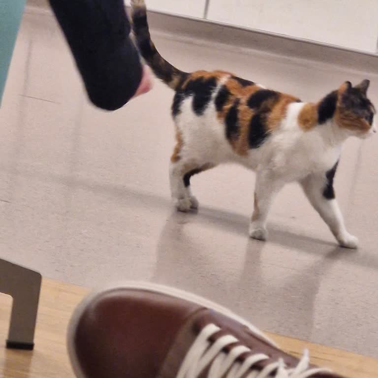 Hastane Ortamında Sokak Kedileri Sorunu