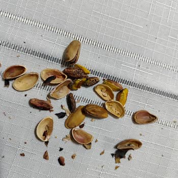 Kalitesiz Antep Fıstıkları İle Hayal Kırıklığı