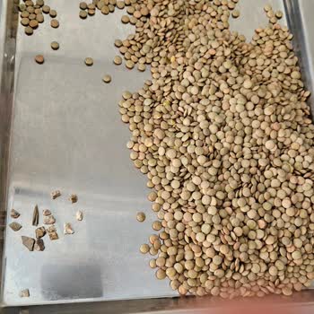 Tat Bakliyat Marka Yeşil Mercimekten Çıkan Taşlar