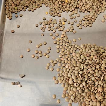 Tat Bakliyat Marka Yeşil Mercimekten Çıkan Taşlar