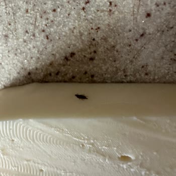 Tost Peynirinde Böcek Şoku