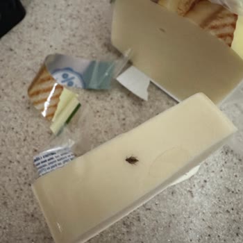 Tost Peynirinde Böcek Şoku