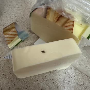 Tost Peynirinde Böcek Şoku