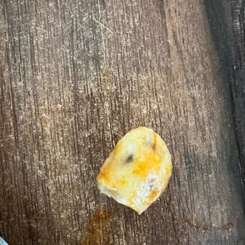 Heliport Kafeterya Fasulyeden Kurt Çıktı