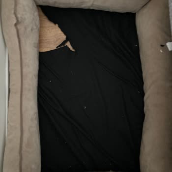 Yataş Evcil Hayvan Yatağında Büyük Hayal Kırıklığı