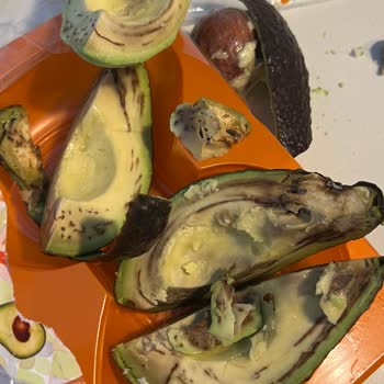 Kurtlu Ve Bozuk Avokado Hayal Kırıklığı