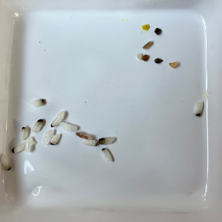 Pirinç Kalitesindeki Düşüş Müşteri Memnuniyetini Tehdit Ediyor