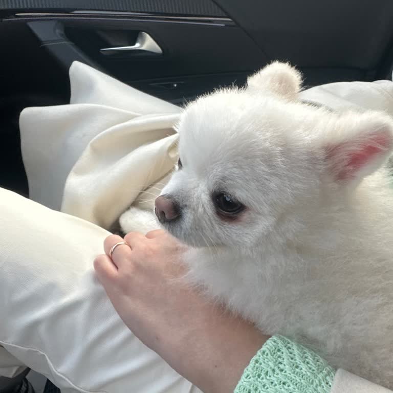 Köpekle Alışverişe İzin Verilmeyen Mağaza Deneyimi