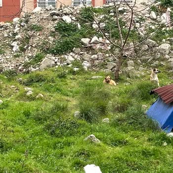 Esenyurt'ta Kontrolsüz Köpek Sorunu