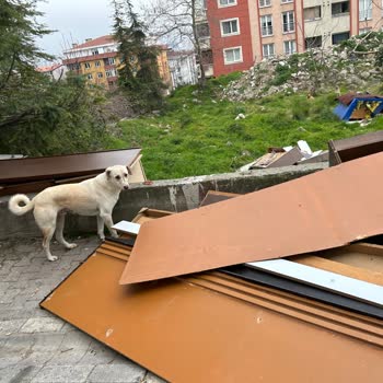 Esenyurt'ta Kontrolsüz Köpek Sorunu