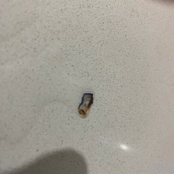 Yoğurt Paketinde Böcek Şoku