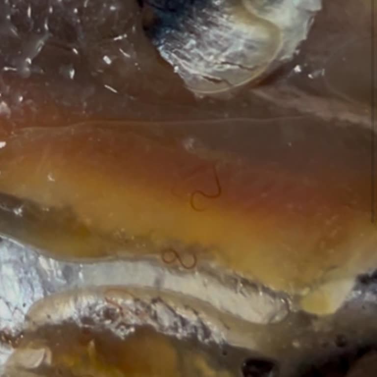 Taze Diye Satılan Kurtlu Balık Şoku