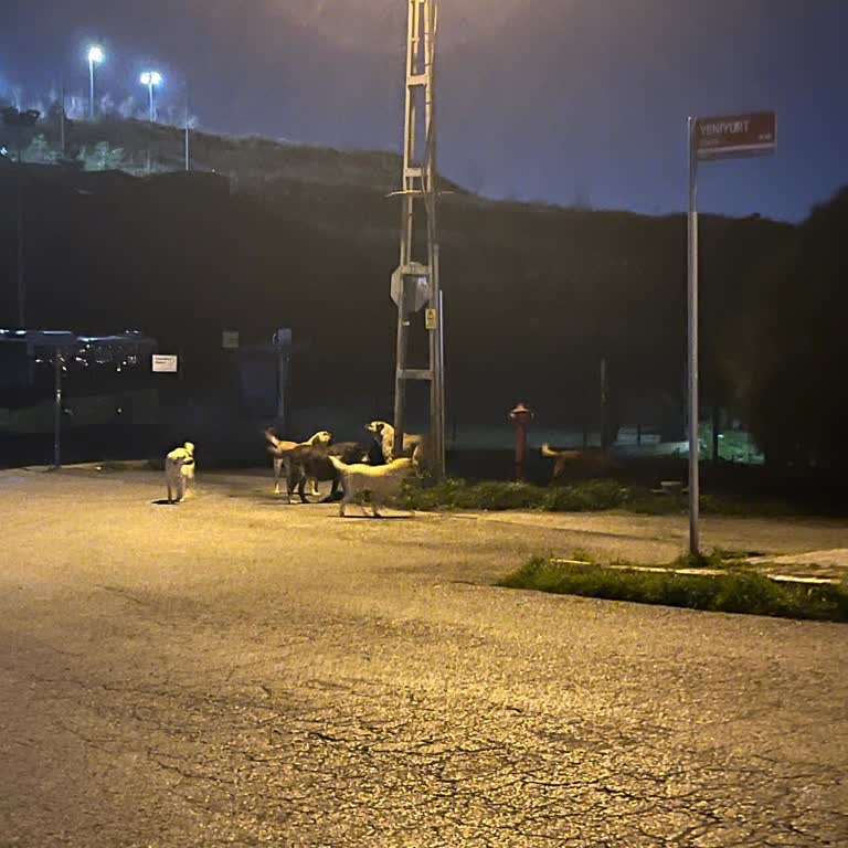 Tuzla Belediyesi TOKİ'de Tehlike Saçan Sokak Köpekleri Sorunu