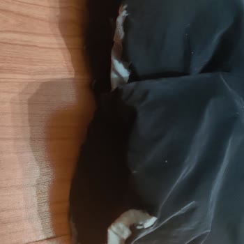 Mavi Montun Hızla Deforme Olması Ve Çözüm Talebi