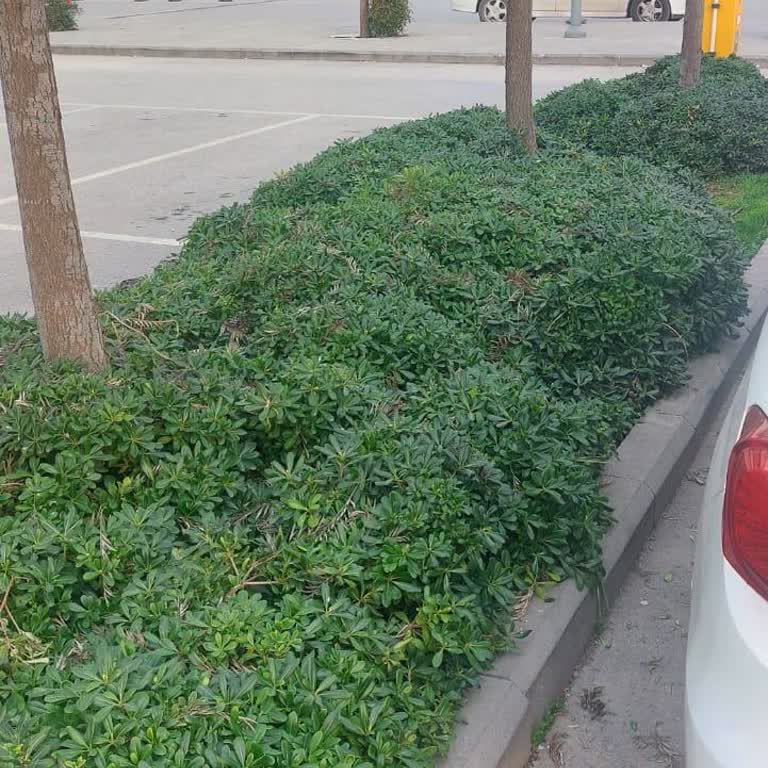 Otoparkta Bekleme Sorunu Ve Güvenlik Engeli