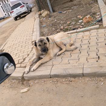 Sokak Köpekleri Tehlikesi: Çocuklar İçin Acil Önlem Gerekiyor
