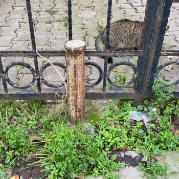 Ortak Bahçe Alanının Haksız İşgali Ve Belediyenin Yetersiz Müdahalesi