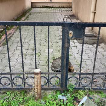 Ortak Bahçe Alanının Haksız İşgali Ve Belediyenin Yetersiz Müdahalesi