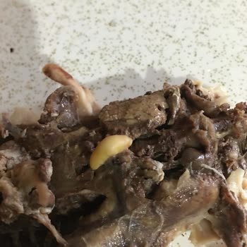 BİM Marketten Alınan Tavukta Kurt Çıkması