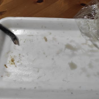 Anpa Gross'tan Aldığım Hamsi Paketinde Hijyen Sorunu