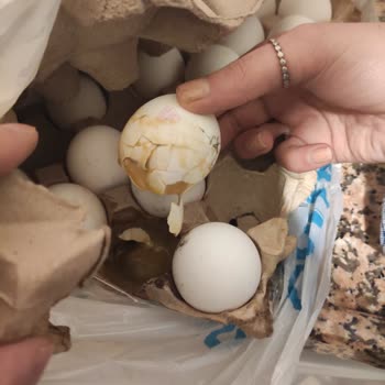 Bozuk Yumurta İadesinde Mağaza Sorunu