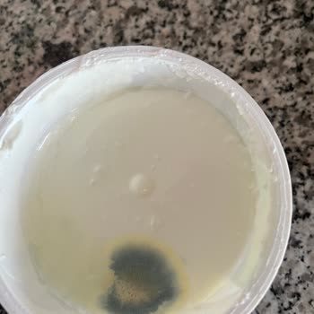 Küflü Yoğurt Şoku