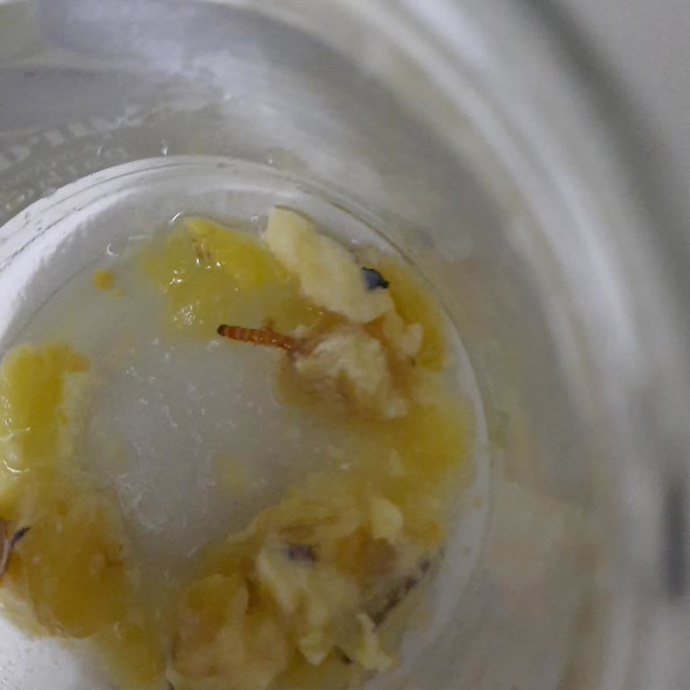 Köz Patlıcandan Çıkan Kurtlar Ve Tarihi Geçmiş Ürün Şoku