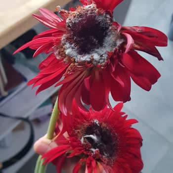 Buta Cut Flowers Bana Gelen Gerberalar Mini Ve İstediğim Renklerde Değillerdi