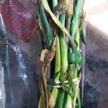 Buta Cut Flowers Bana Gelen Gerberalar Mini Ve İstediğim Renklerde Değillerdi