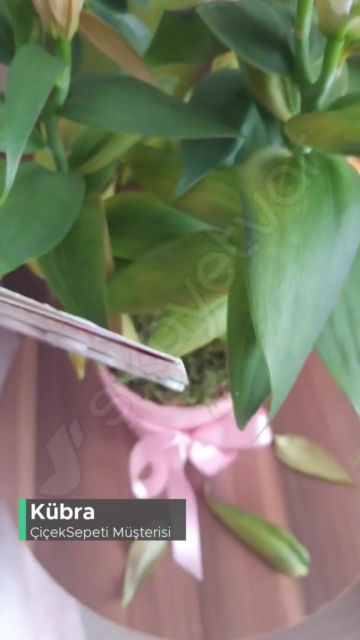 Çiçek Sepeti Açmamış Çiçeği Getirmesi Ve Evde Solması videonun kapak resmi