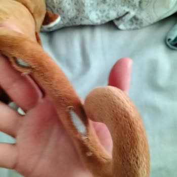 Peluş Oyuncak Güvenlik Sorunu