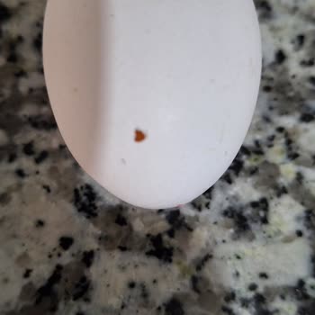 Kırık Yumurta Kolisi Şoku: 3 Hasarlı Yumurta