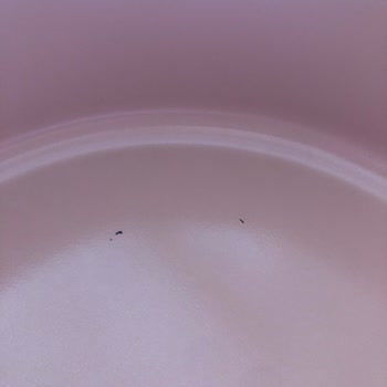 Neoflam Tencerelerde Boya Sorunu Ve Kullanım Zorluğu