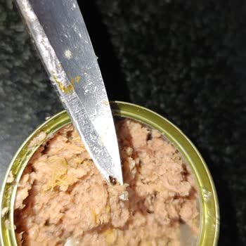 Kalite Tonla Ton Balığı Konservesinde Böcek Şoku