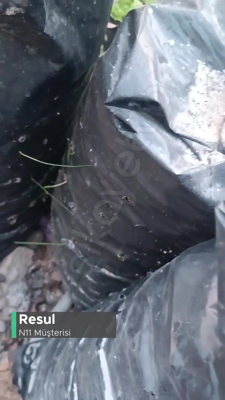 N11'den Aldığım İstiridye Mantar Tohumu Yerine Arpa Tohumu Yollanmış! videonun kapak resmi