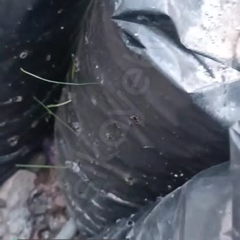 N11'den Aldığım İstiridye Mantar Tohumu Yerine Arpa Tohumu Yollanmış!