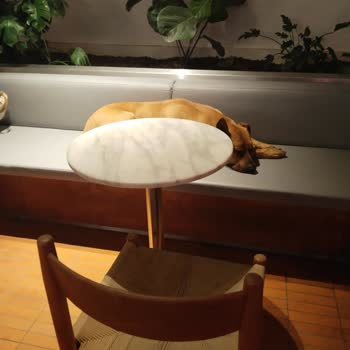 Köpeklerin Rahatsız Ettiği Müşteri Deneyimi