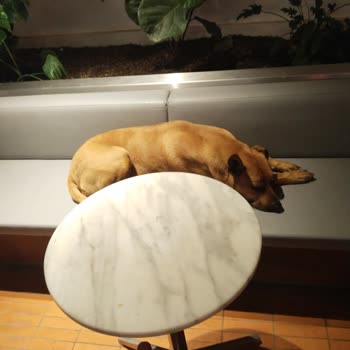 Köpeklerin Rahatsız Ettiği Müşteri Deneyimi