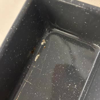 Karaca Ve Emsan Ürünlerinde Sağlık Tehlikesi