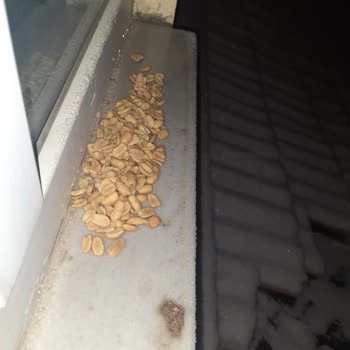 Çerezya Kötü Kokulu Yer Fıstığı Paketi Sağlık Tehdidi!