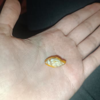 Marketten Alınan Cips Paketinde Beklenmedik Sürpriz