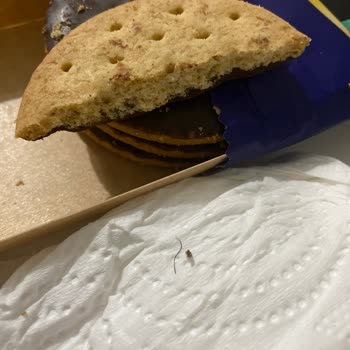 Bisküvinin İçinden Çıkan Kıl Şoku