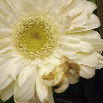 Görselden Farklı Ve Solmuş Çiçek Teslimatı