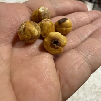 Çitlekçi Kuruyemişte Kurtlu Ve Çürük Fındık Sorunu