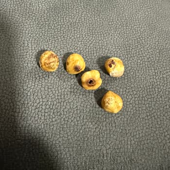 Çitlekçi Kuruyemişte Kurtlu Ve Çürük Fındık Sorunu