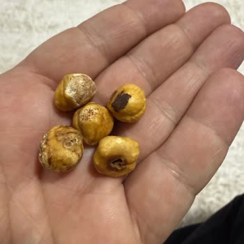 Çitlekçi Kuruyemişte Kurtlu Ve Çürük Fındık Sorunu